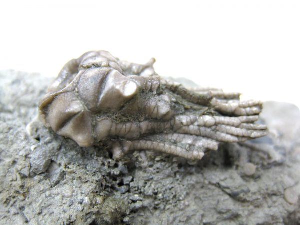 Kentucky Tholocrinus Crinoid #20 - Image 4