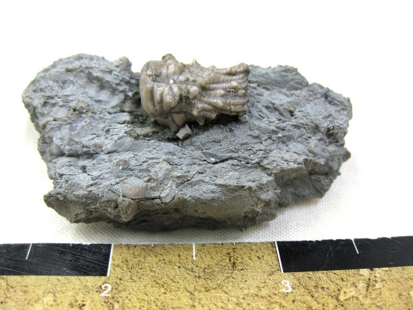 Kentucky Tholocrinus Crinoid #3