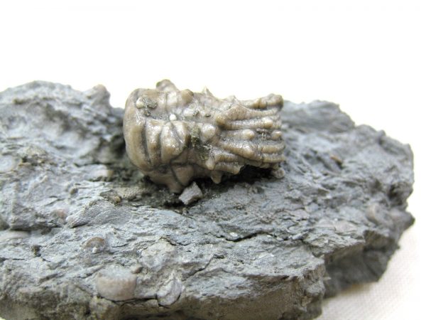 Kentucky Tholocrinus Crinoid #3 - Image 2