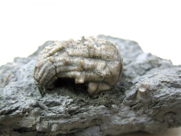 Kentucky Tholocrinus Crinoid #3 - Image 5