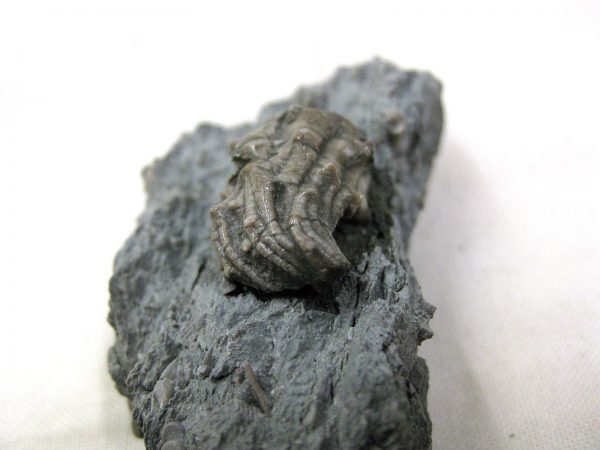 Kentucky Tholocrinus Crinoid #3 - Image 4