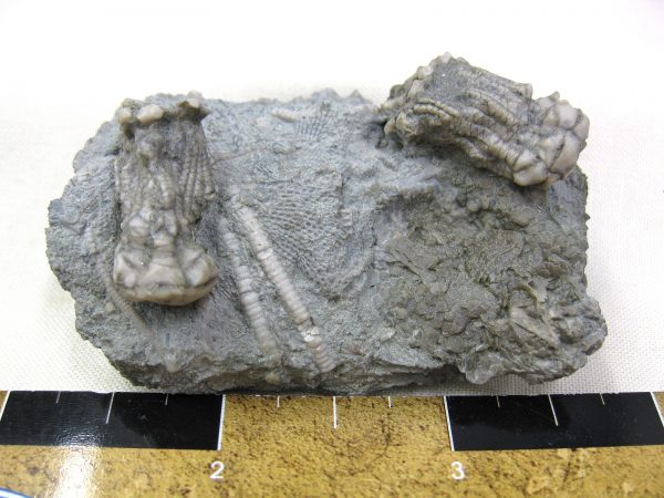 Kentucky Tholocrinus Crinoid #4