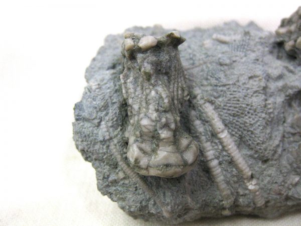 Kentucky Tholocrinus Crinoid #4 - Image 2