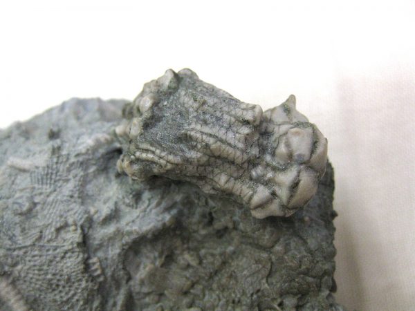 Kentucky Tholocrinus Crinoid #4 - Image 8