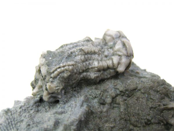 Kentucky Tholocrinus Crinoid #4 - Image 7