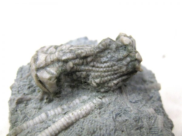 Kentucky Tholocrinus Crinoid #4 - Image 5