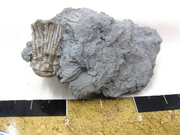 Kentucky Tholocrinus Crinoid #5