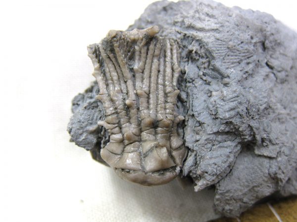 Kentucky Tholocrinus Crinoid #5 - Image 2