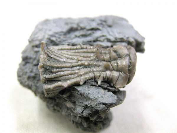 Kentucky Tholocrinus Crinoid #5 - Image 5