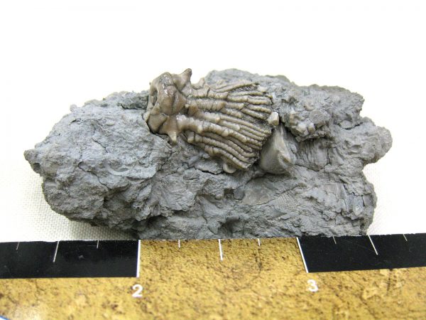 Kentucky Tholocrinus Crinoid #7