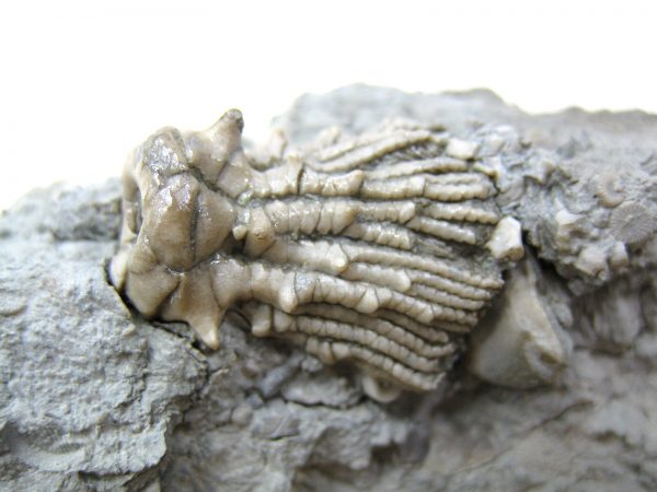 Kentucky Tholocrinus Crinoid #7 - Image 2