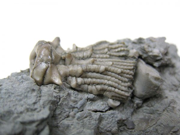 Kentucky Tholocrinus Crinoid #7 - Image 5