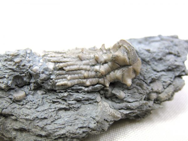 Kentucky Tholocrinus Crinoid #7 - Image 4