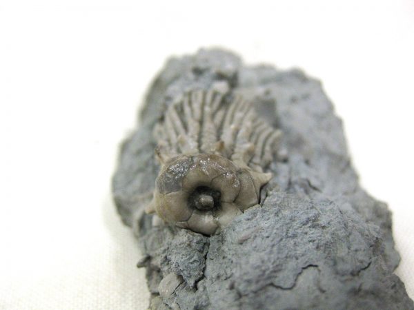 Kentucky Tholocrinus Crinoid #7 - Image 3