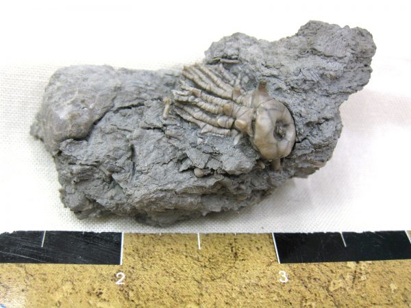 Kentucky Tholocrinus Crinoid #9