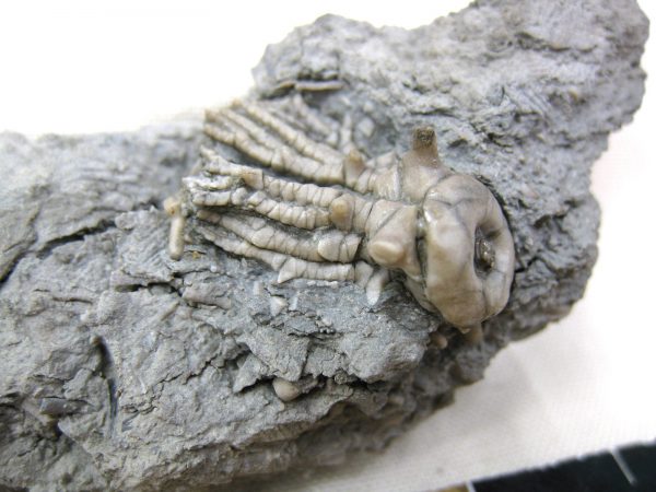 Kentucky Tholocrinus Crinoid #9 - Image 2