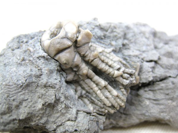 Kentucky Tholocrinus Crinoid #9 - Image 4