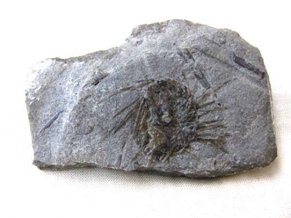 Archaeocidaris Echinoid #11