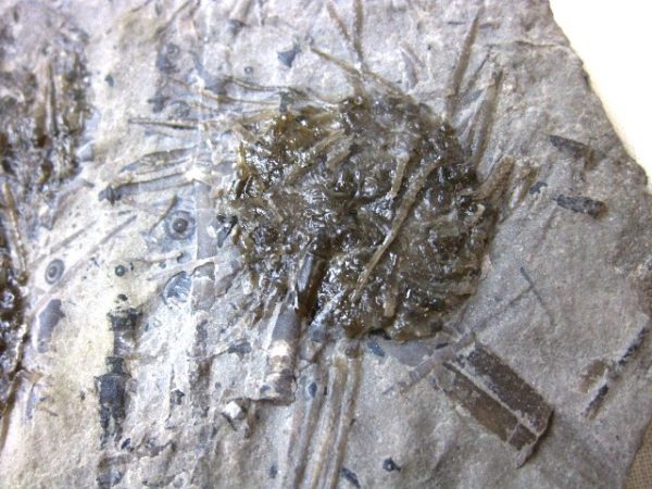 Archaeocidaris Echinoid #12 - Image 3