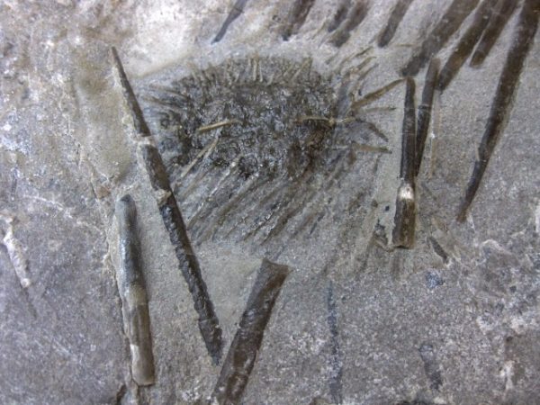 Archaeocidaris Echinoid #18 - Image 2