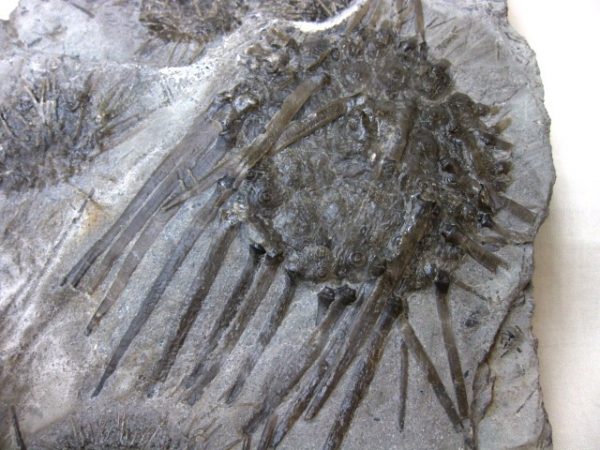 Archaeocidaris Echinoid #18 - Image 5