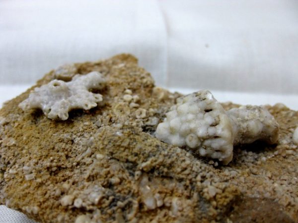 Burlington Crinoid Plate #12 - Image 3