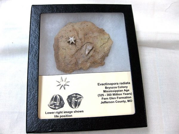 Evactinopora Bryozoa #13