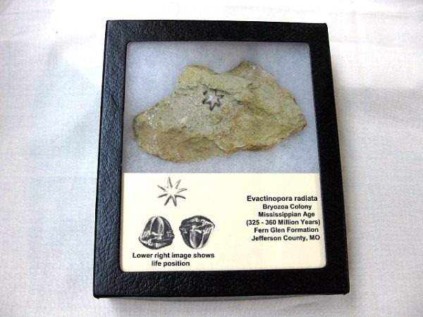 Evactinopora Bryozoa #7