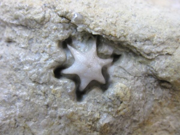 Evactinopora Bryozoa #7 - Image 3