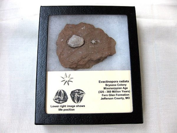 Evactinopora Bryozoa #9