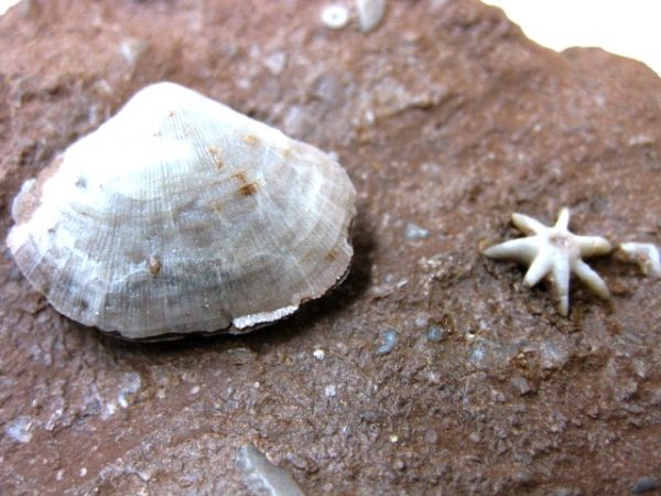 Evactinopora Bryozoa #9 - Image 3