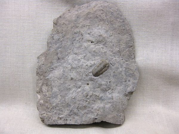 Genuine Mississippian Age Ameropiltonia Trilobite #5 For Sale