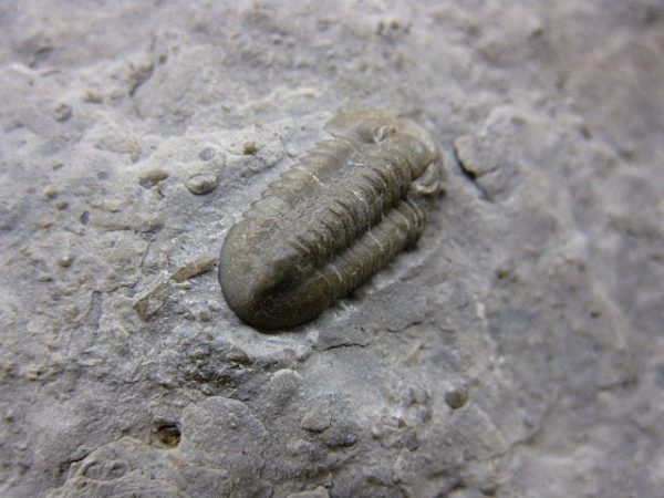 Genuine Mississippian Age Ameropiltonia Trilobite #5a For Sale