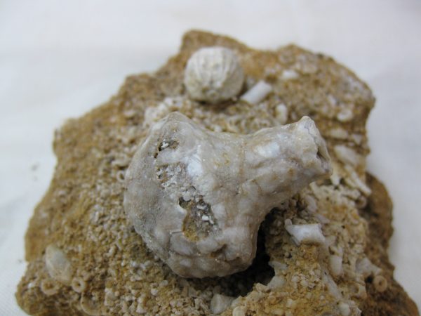 Burlington Crinoid Plate #32 - Image 3