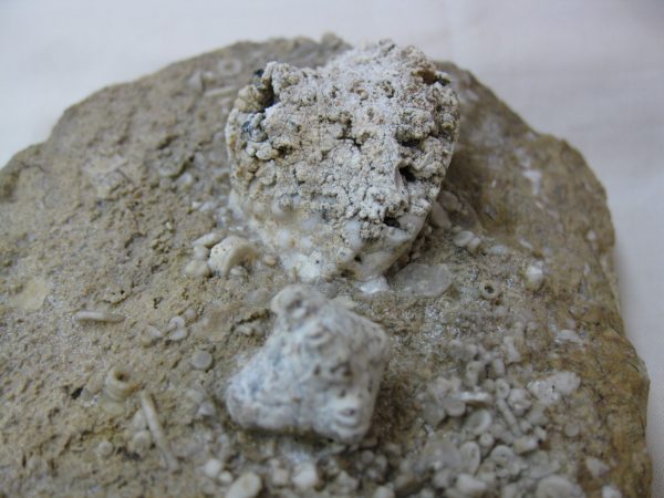 Burlington Crinoid Plate #39 - Image 5