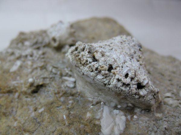 Burlington Crinoid Plate #39 - Image 3