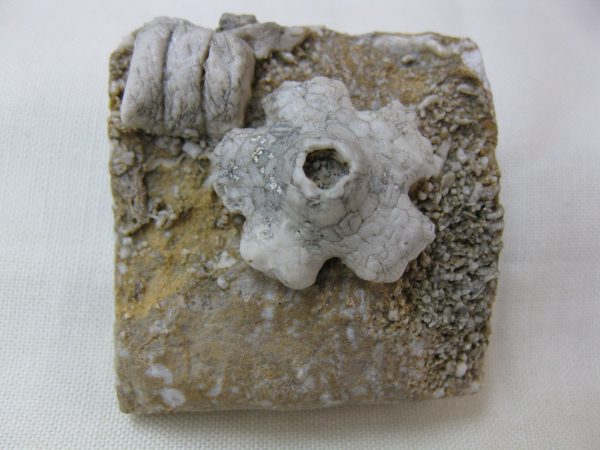 Burlington Crinoid Plate #43