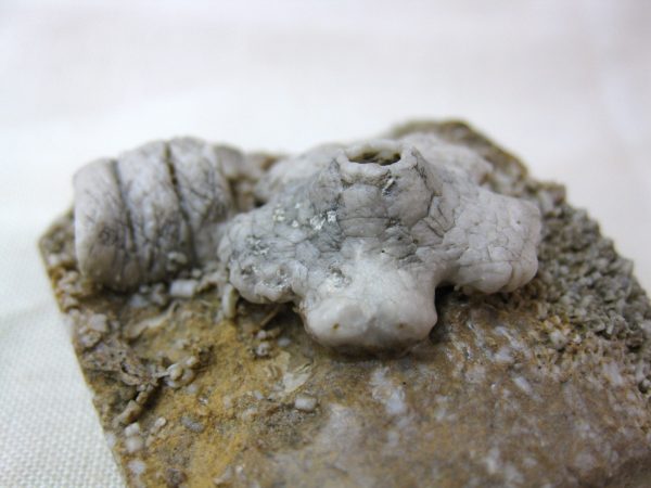 Burlington Crinoid Plate #43 - Image 5