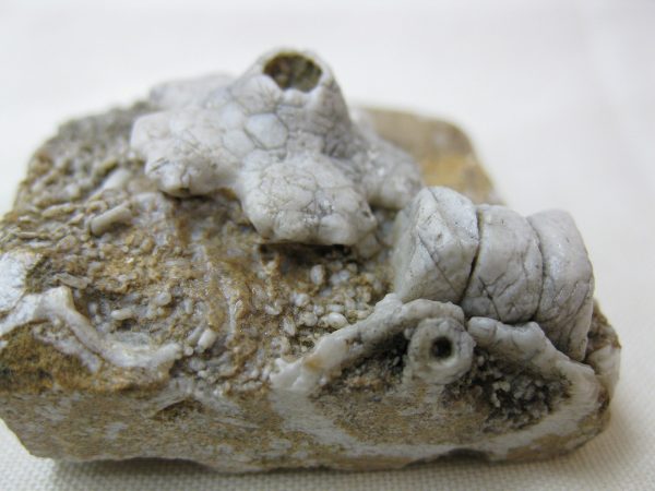 Burlington Crinoid Plate #43 - Image 3