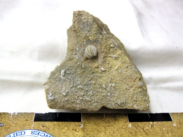 Diploblastus kirkwoodnesis Blastoid Plate #2