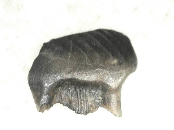 Cretaceous Mammal Tooth #14 - Image 2