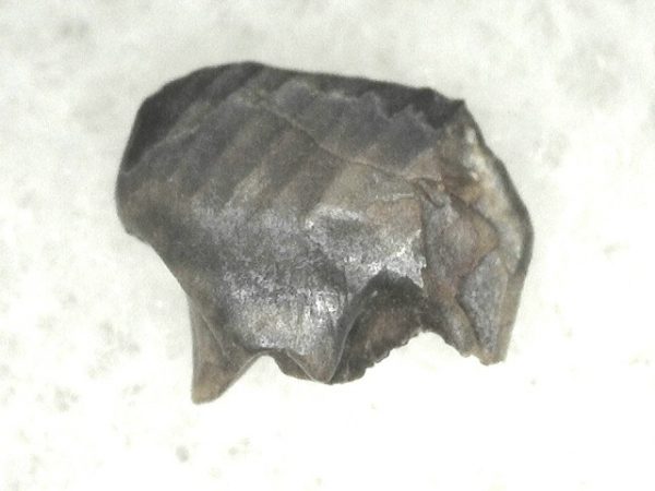 Cretaceous Mammal Tooth #14 - Image 3