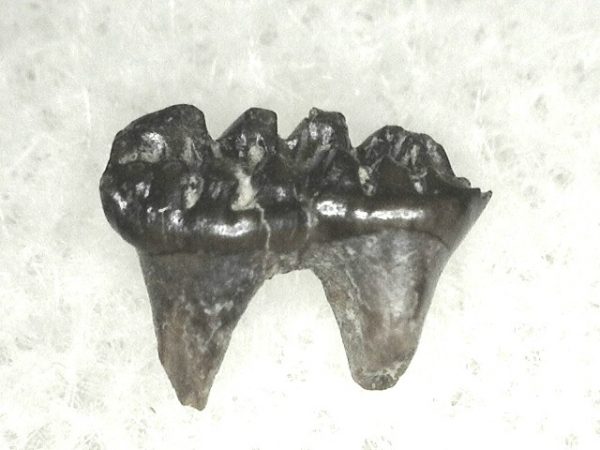 Cretaceous Mammal Tooth #19 - Image 2