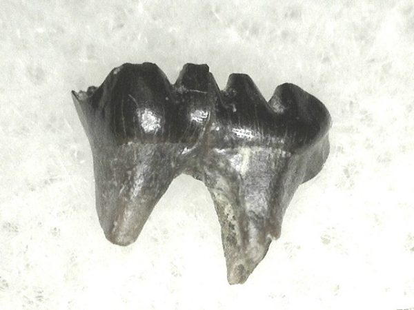 Cretaceous Mammal Tooth #19 - Image 3