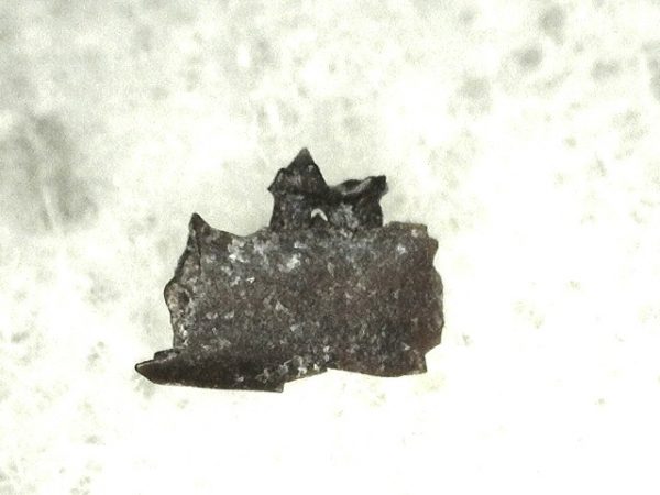 Cretaceous Mammal Tooth #21 - Image 3