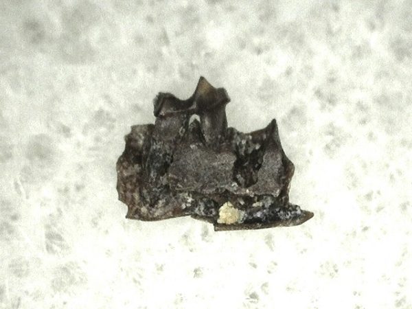 Cretaceous Mammal Tooth #21 - Image 2