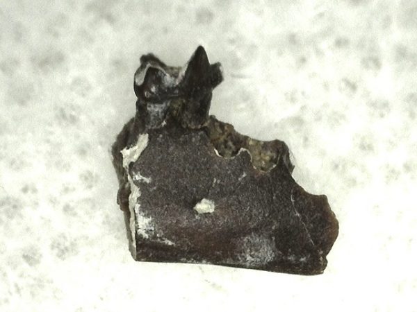 Cretaceous Mammal Tooth #22 - Image 3