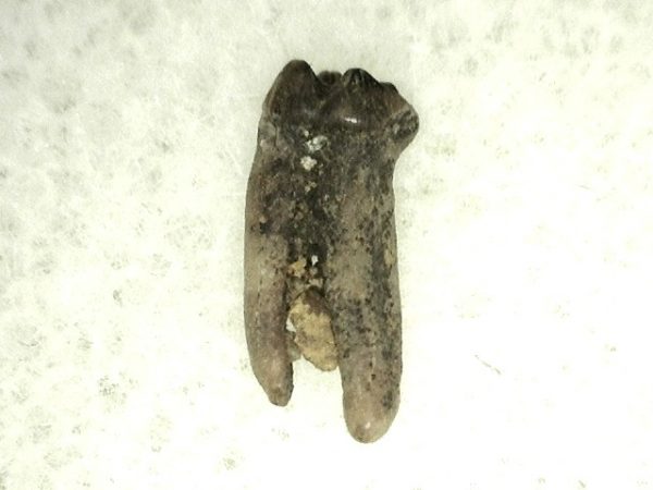 Cretaceous Mammal Tooth #27 - Image 2