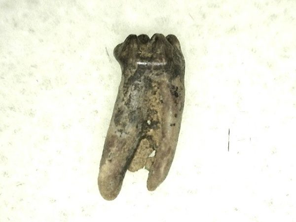 Cretaceous Mammal Tooth #27 - Image 3