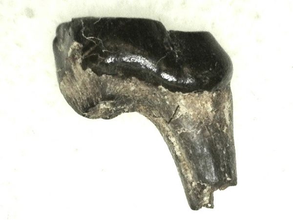 Cretaceous Mammal Tooth #28 - Image 3